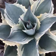 2026年最新】hidden agaveの人気アイテム - メルカリ