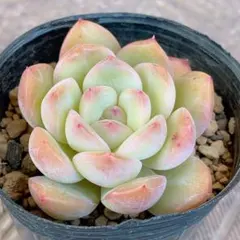 2026年最新】優木園の人気アイテム - メルカリ