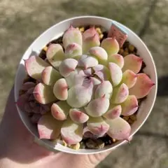 2026年最新】優木園の人気アイテム - メルカリ