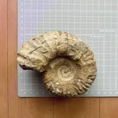 2026年最新】アンモナイト 約10cmの人気アイテム - メルカリ