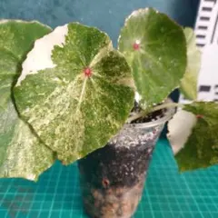 2026年最新】ベゴニア ルージュの人気アイテム - メルカリ