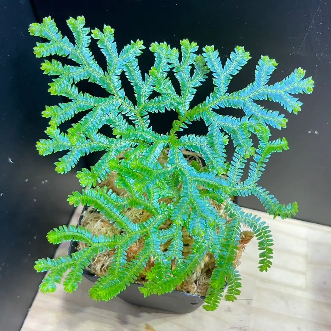 2026年最新】セラギネラ サイアメンシスの人気アイテム - メルカリ