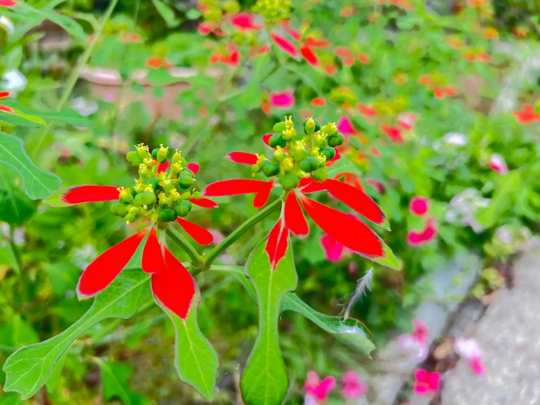 2026年最新】サマーポインセチア 苗の人気アイテム - メルカリ