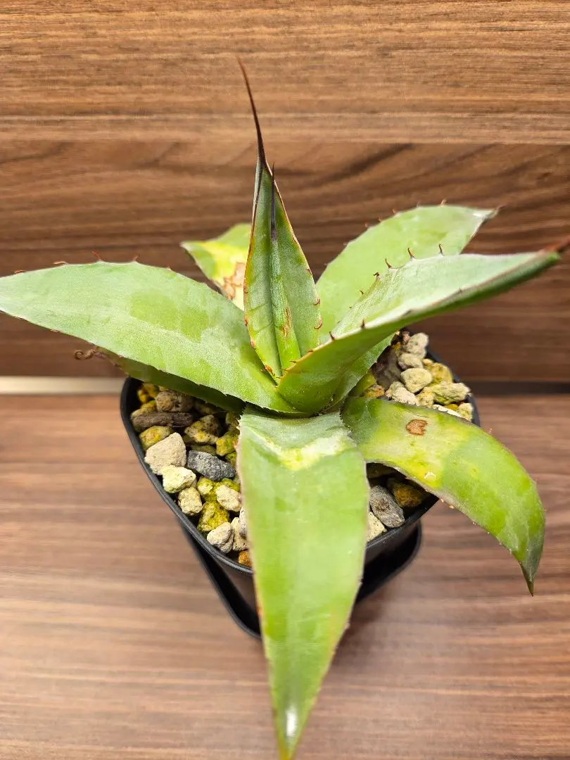 2026年最新】シャウィ アガベの人気アイテム - メルカリ