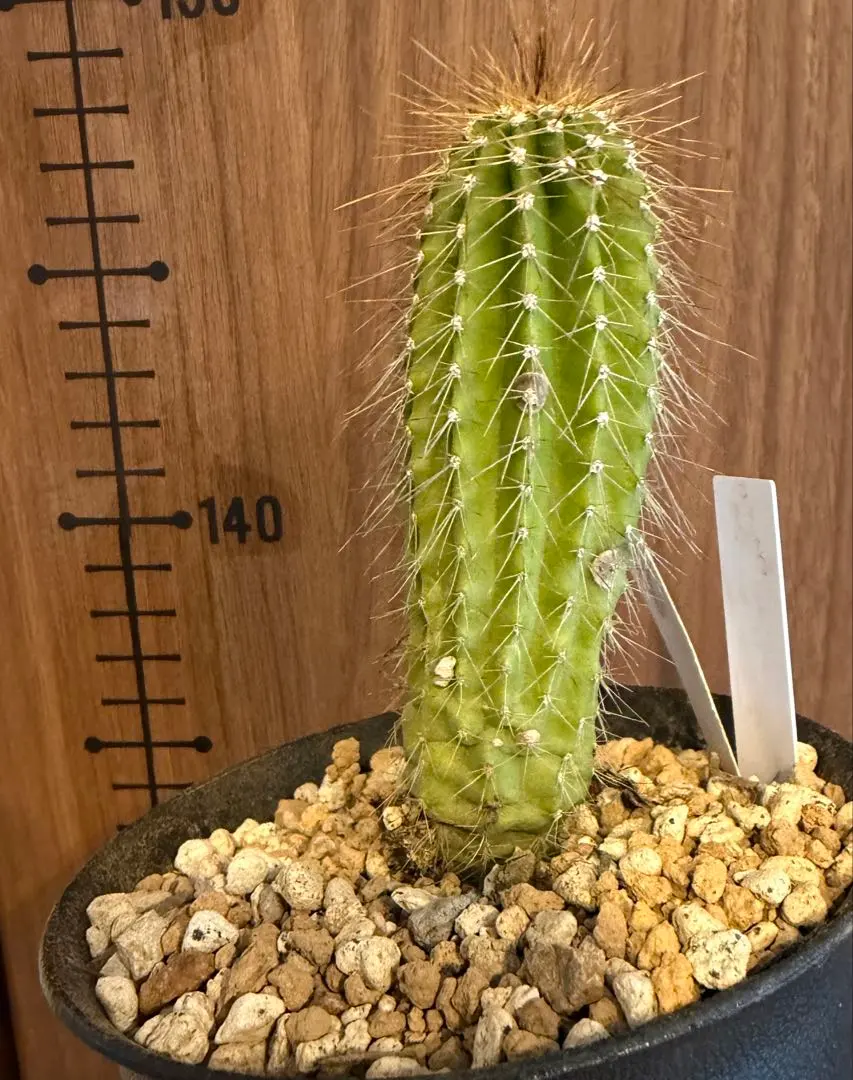 2026年最新】武倫柱の人気アイテム - メルカリ