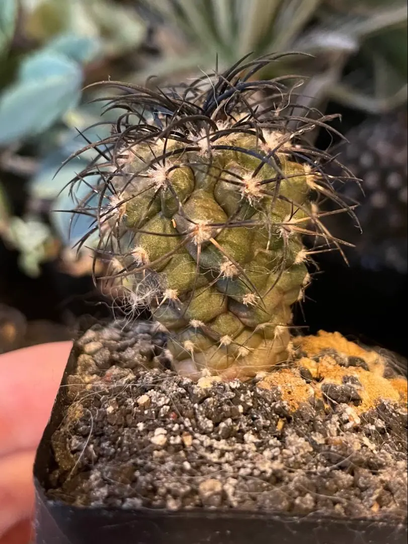 2026年最新】栗星玉の人気アイテム - メルカリ