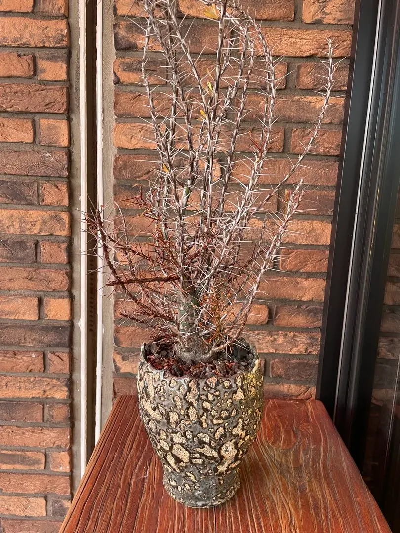 2026年最新】阪本健 鉢の人気アイテム - メルカリ