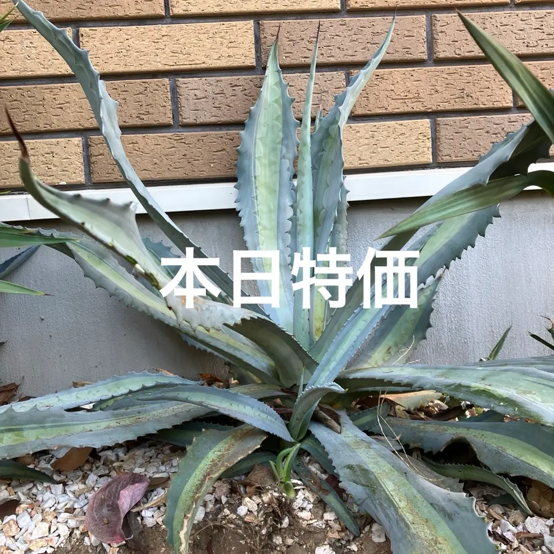 2026年最新】アガベ アメリカーナ レモンライムの人気アイテム - メルカリ