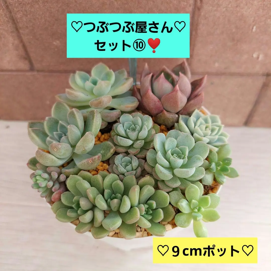 2026年最新】つぶつぶ屋 くももの人気アイテム - メルカリ