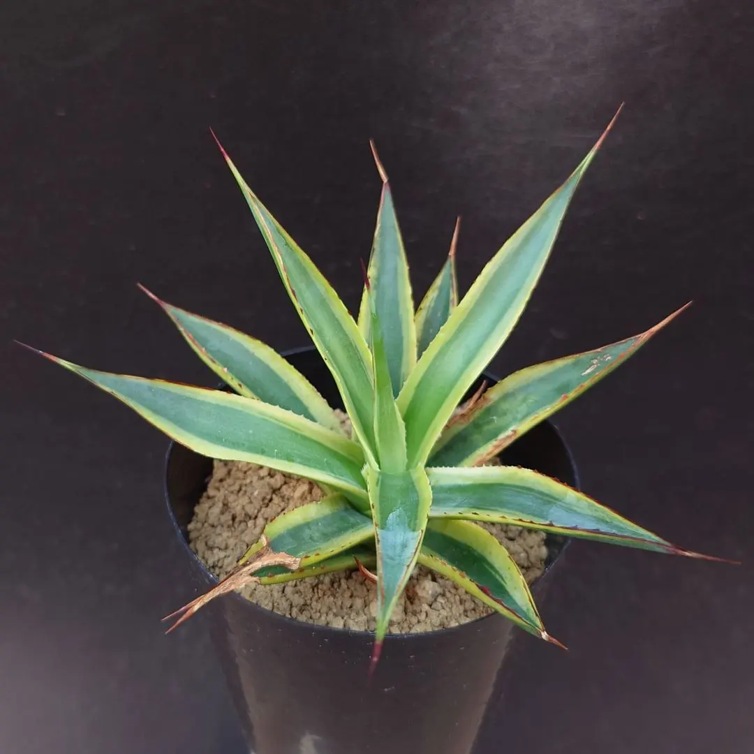 2026年最新】サングロー アガベの人気アイテム - メルカリ