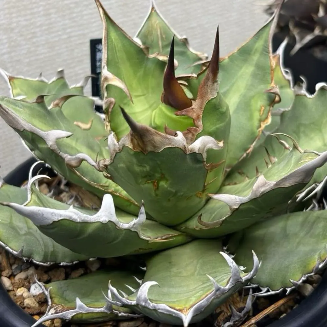 2026年最新】オアハカ オテロイ 現地球の人気アイテム - メルカリ