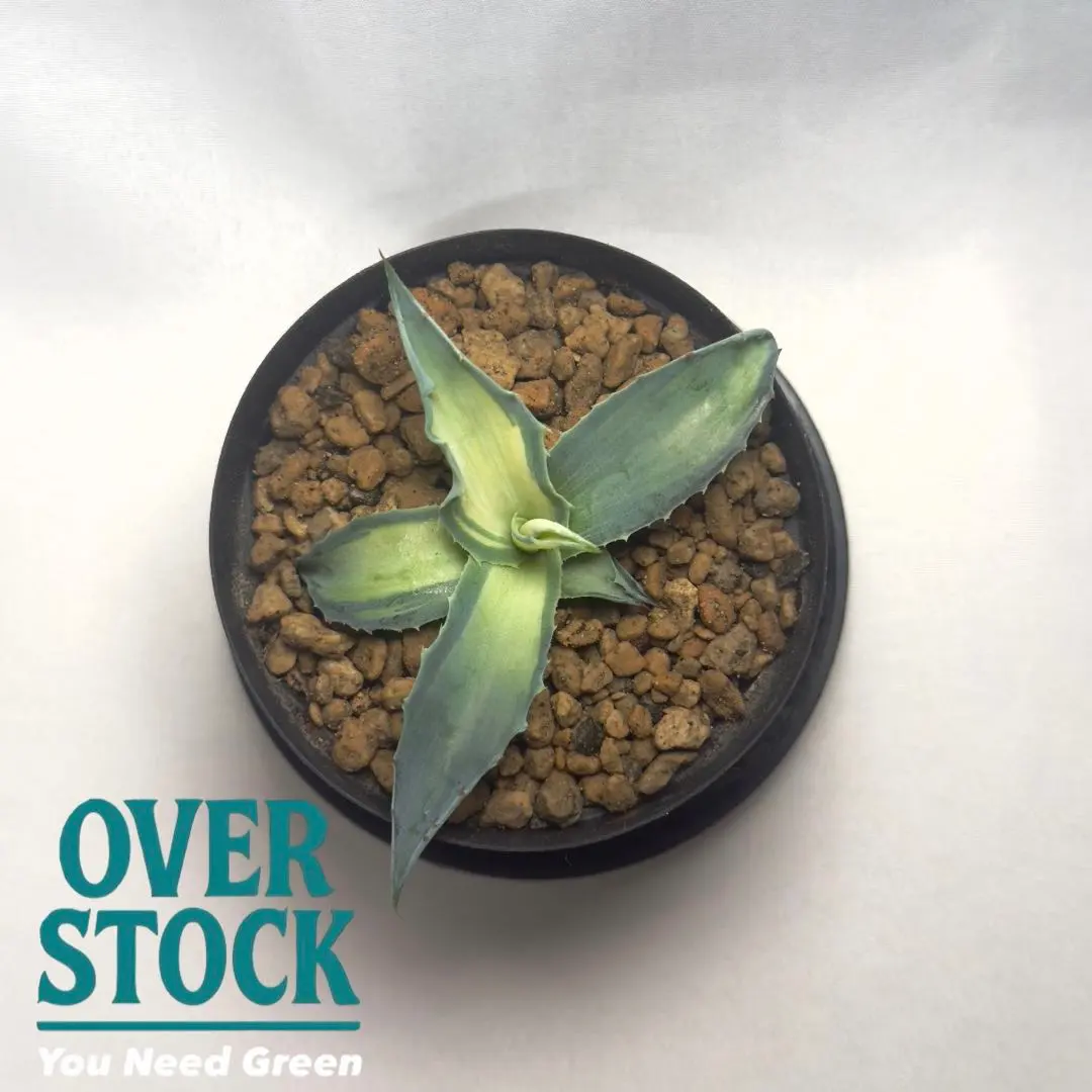 2026年最新】アウェイクニングエンジェルの人気アイテム - メルカリ