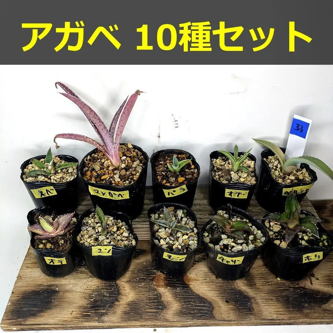 2026年最新】チャザロイの人気アイテム - メルカリ