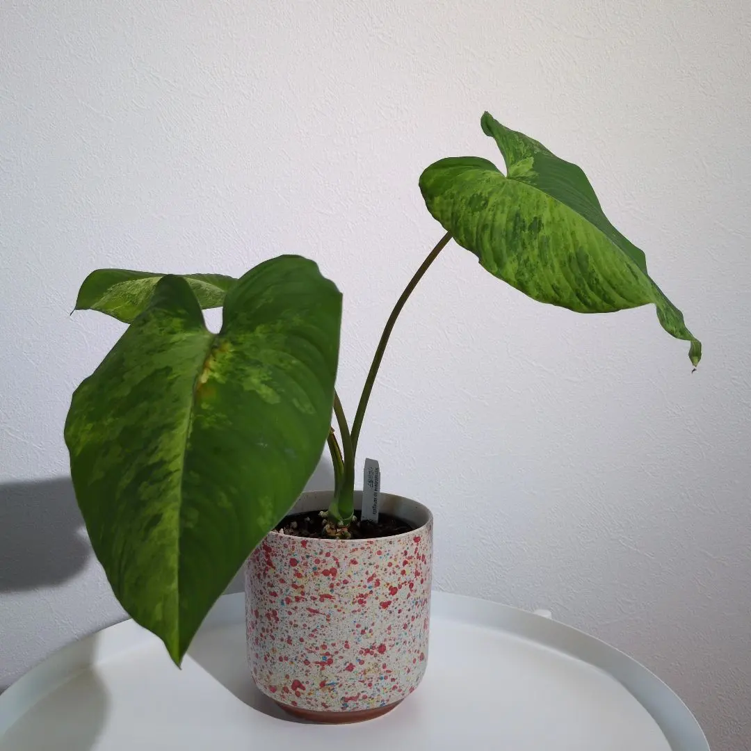 2026年最新】ホマロメナ 斑入りの人気アイテム - メルカリ