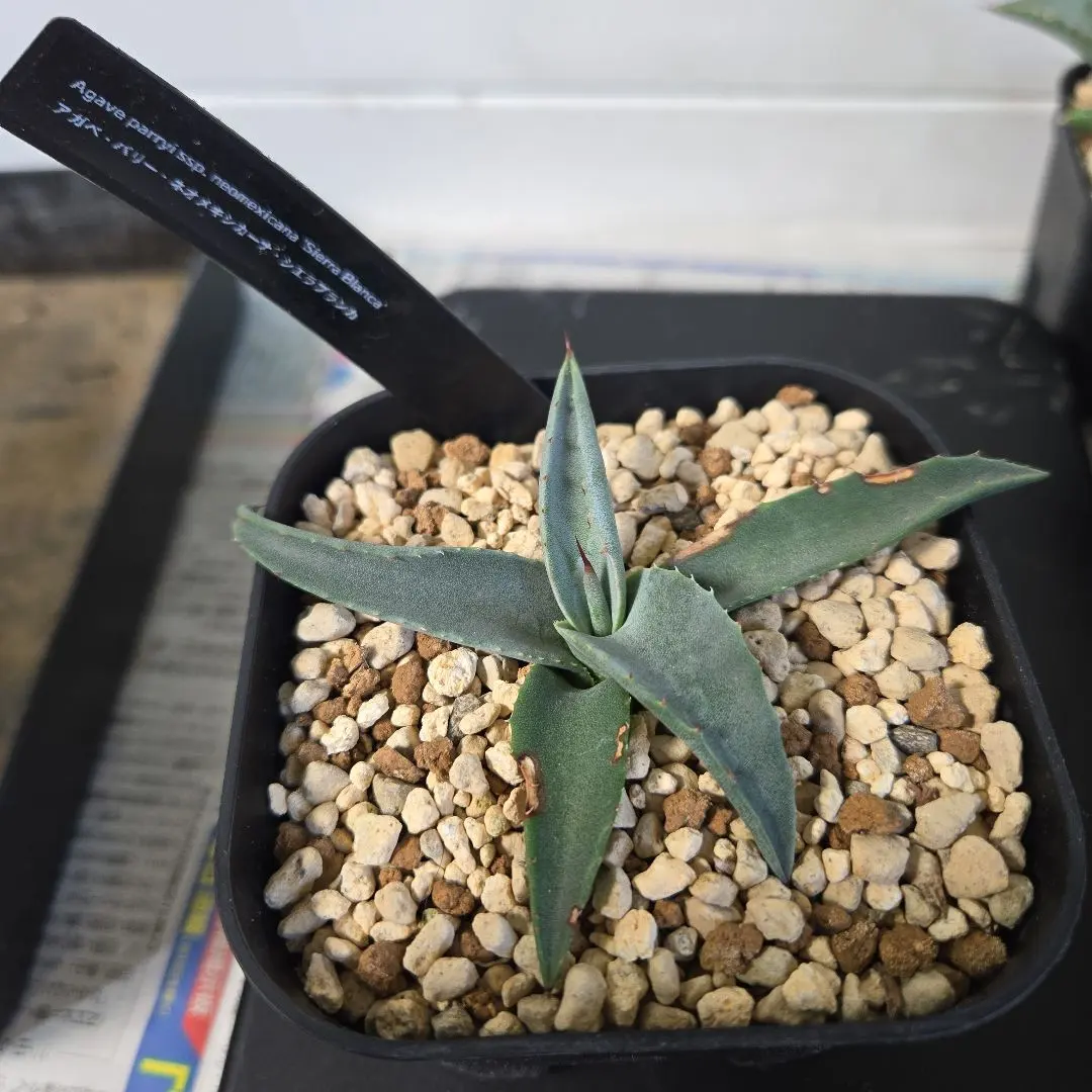 2026年最新】アガベ パリー ネオメキシカーナの人気アイテム - メルカリ