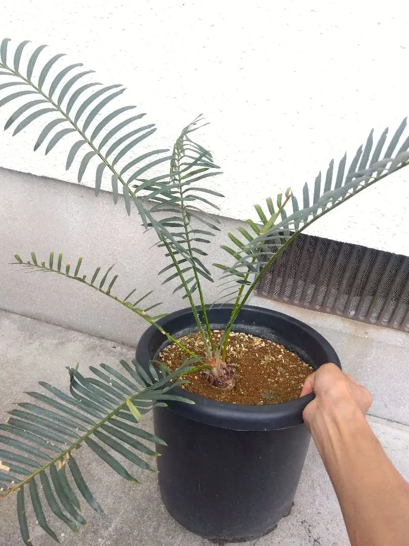 2026年最新】タイシルバー ソテツの人気アイテム - メルカリ