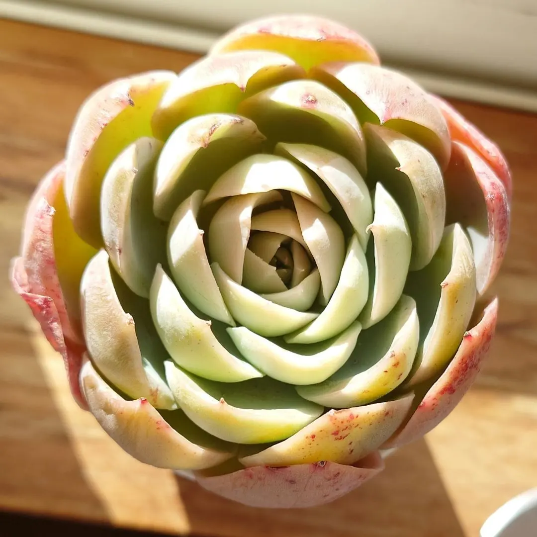 2026年最新】メローイエロー 多肉の人気アイテム - メルカリ