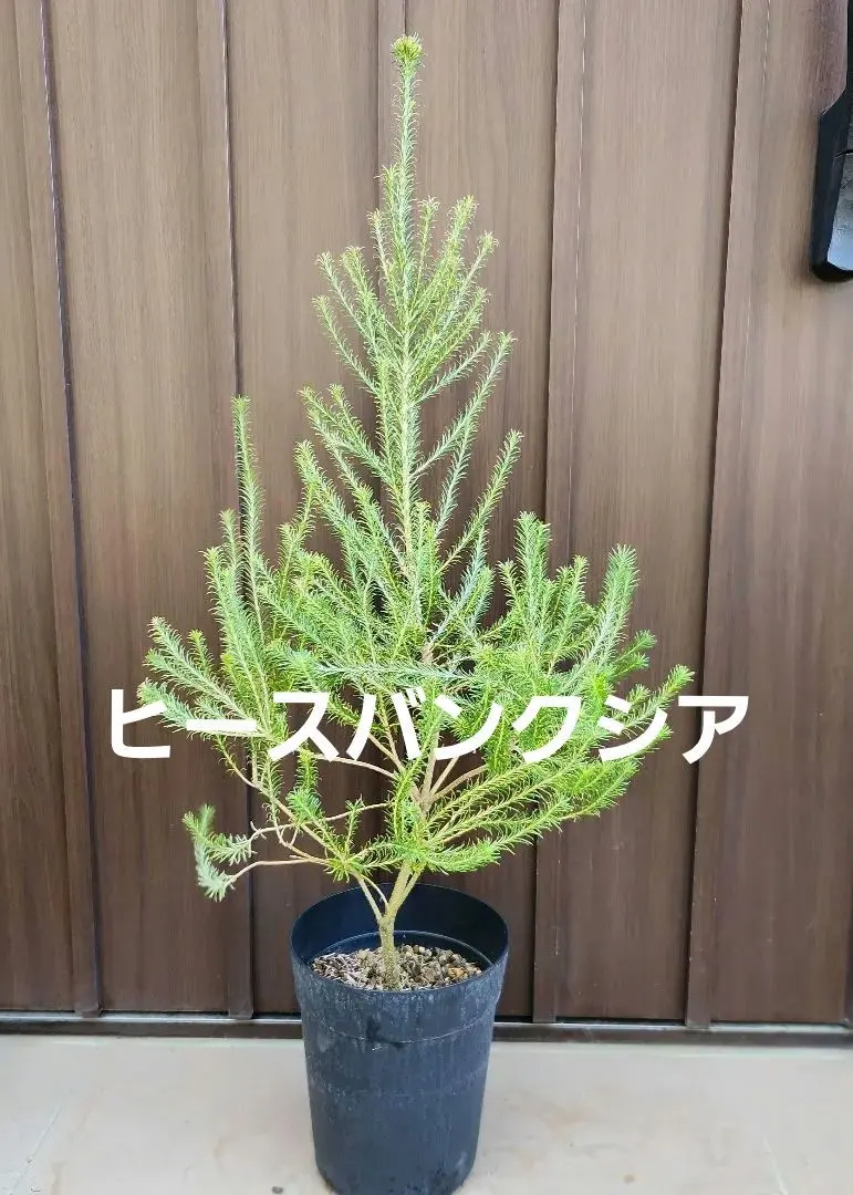 2026年最新】ヒースバンクシアの人気アイテム - メルカリ