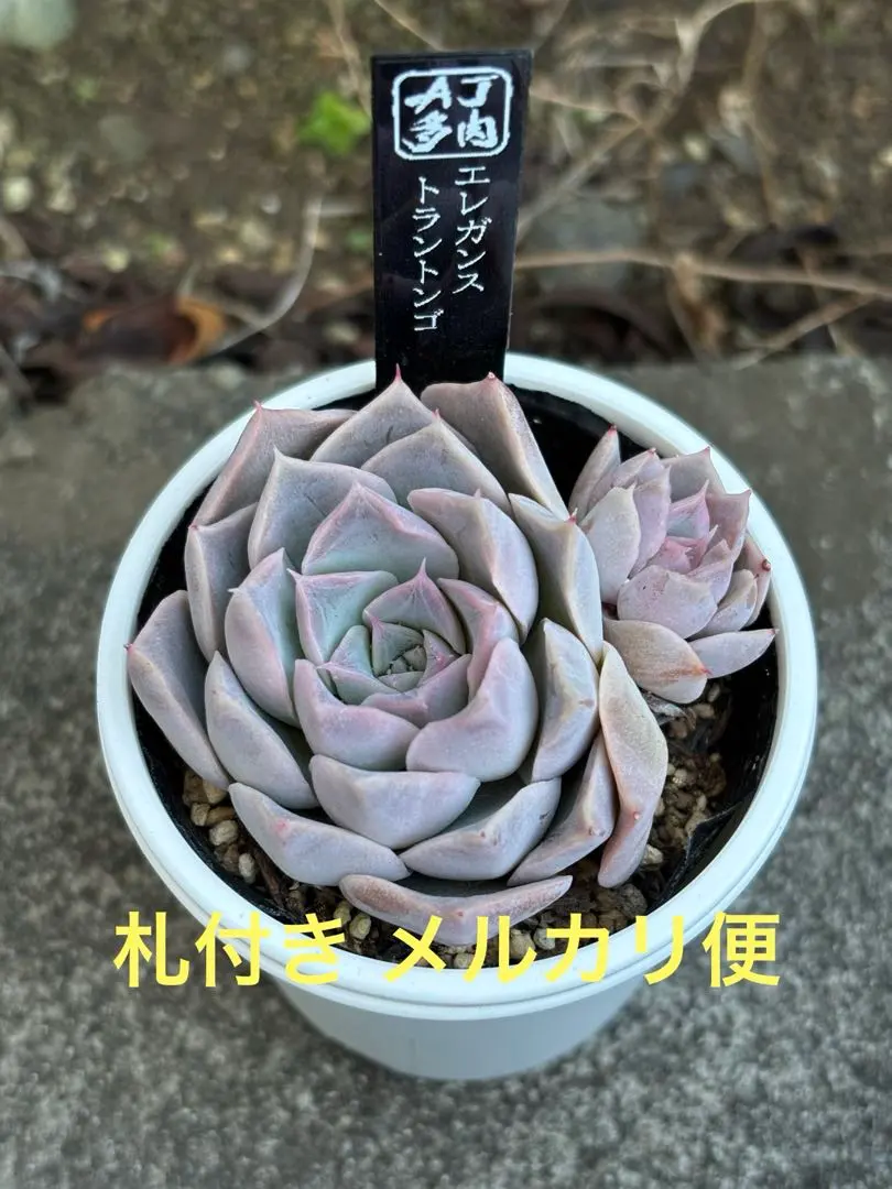 2026年最新】トラントンゴの人気アイテム - メルカリ