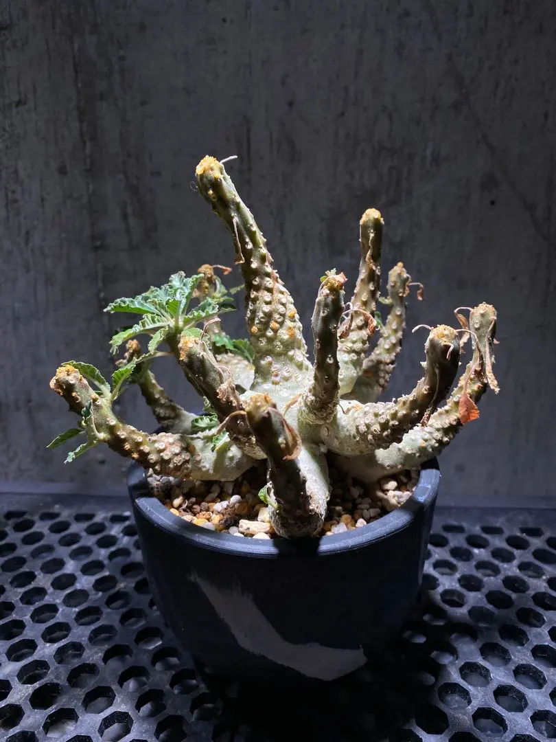 2026年最新】ドルステニア ラブラニーの人気アイテム - メルカリ