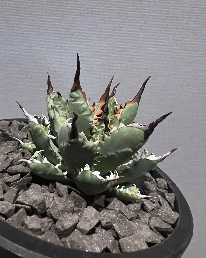 2026年最新】アガベ ハイブリッド ネバデンシス×bbの人気アイテム