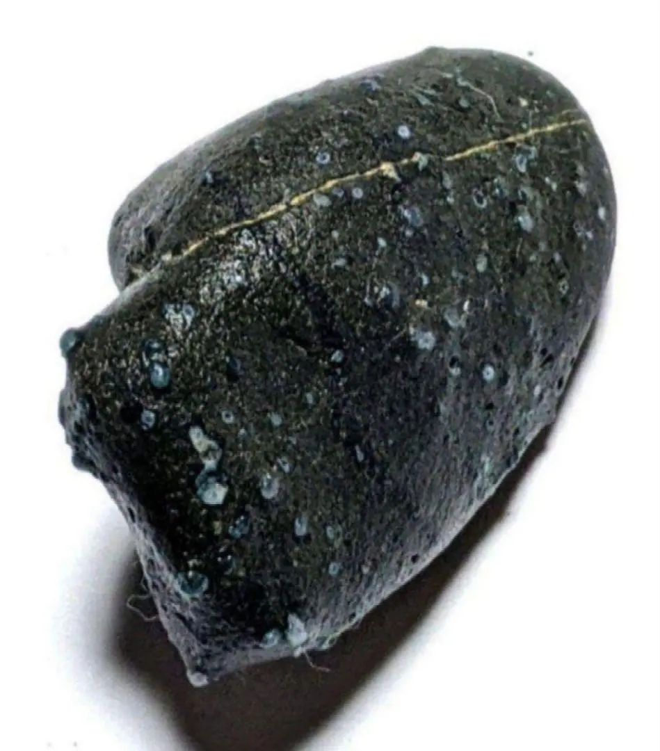 2026年最新】舎利母石の人気アイテム - メルカリ