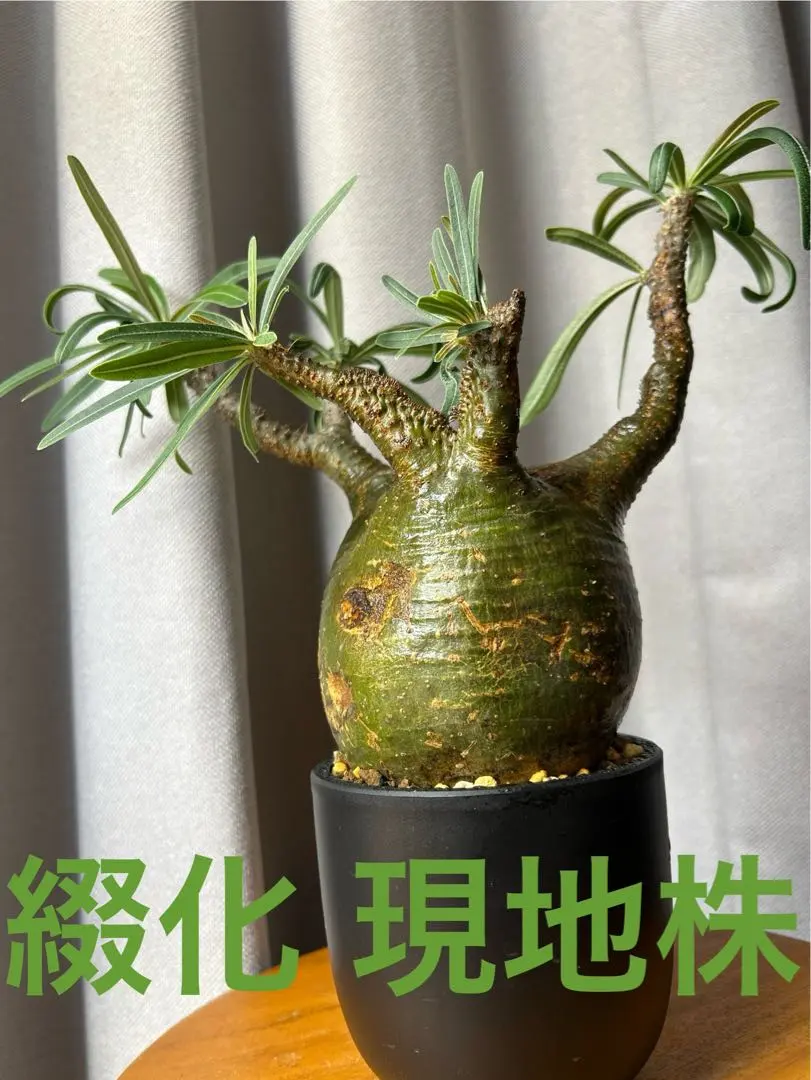 2026年最新】綴化 パキポディウムの人気アイテム - メルカリ