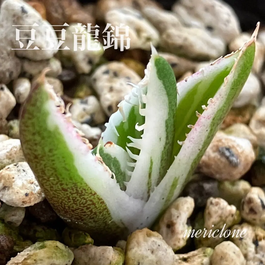 2026年最新】アガベトトロの人気アイテム - メルカリ