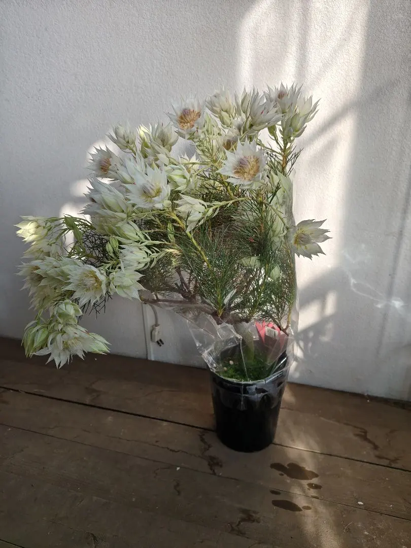 2026年最新】セルリア ブラッシングブライドの人気アイテム - メルカリ