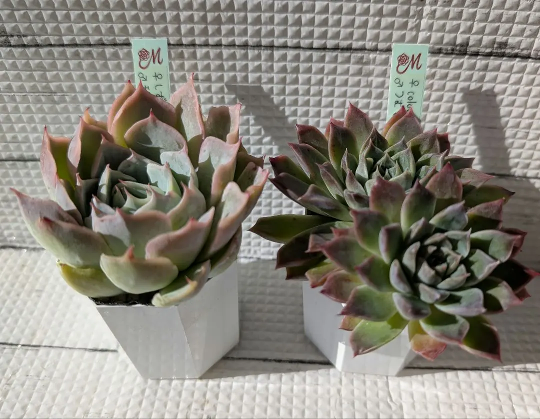 2026年最新】miyaさん苗 ひなのの人気アイテム - メルカリ