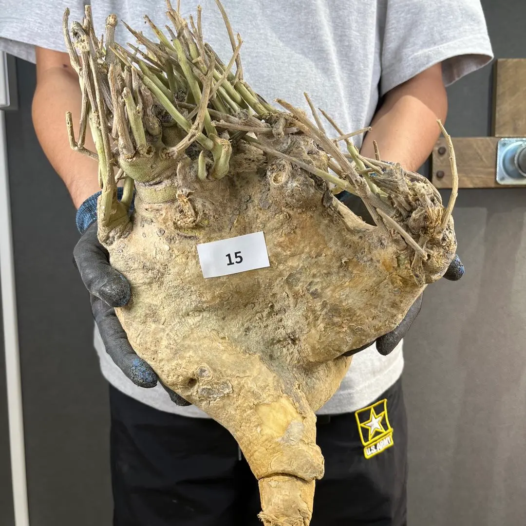 2026年最新】アデニア ペチュエリーの人気アイテム - メルカリ