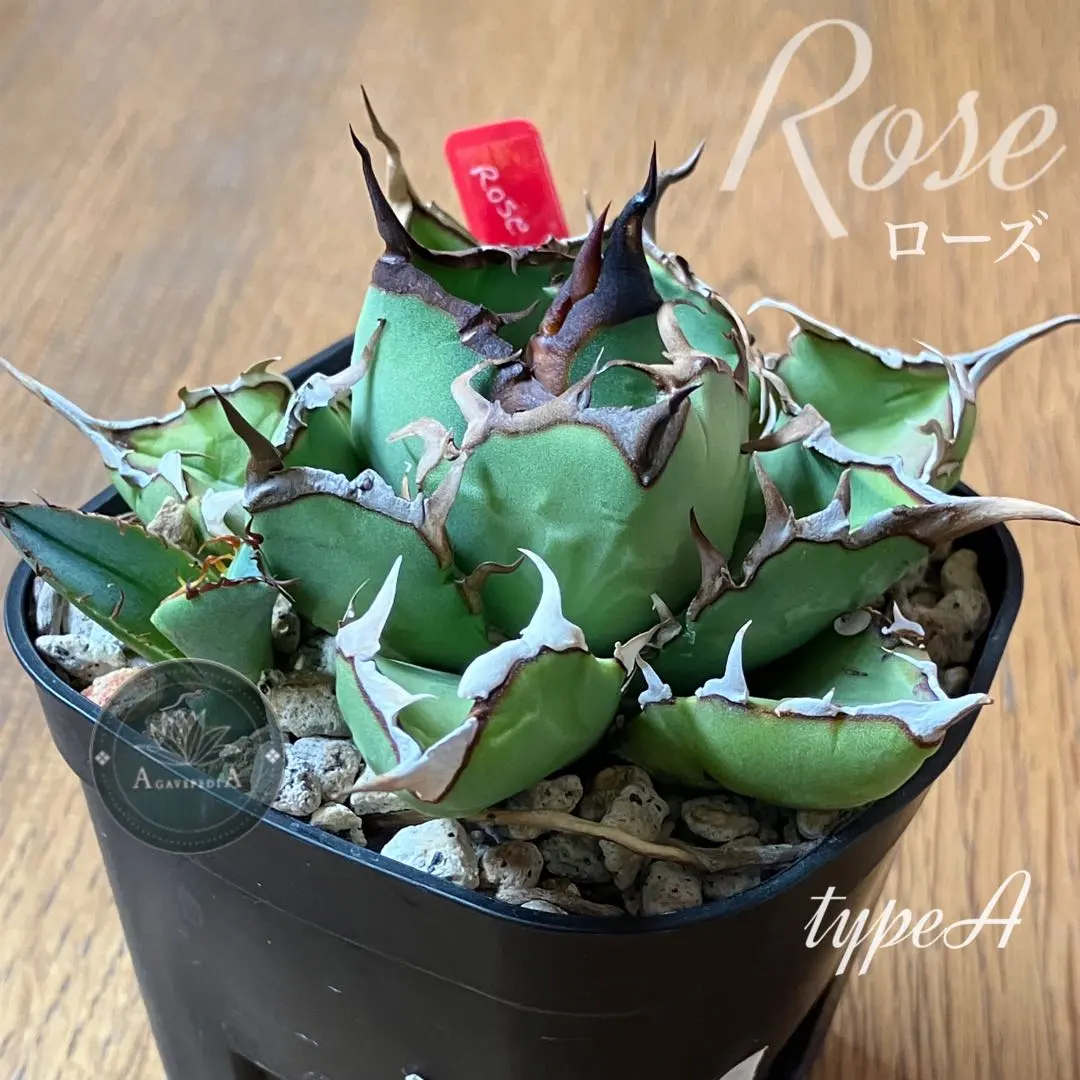 2026年最新】イランREZA産ローズの人気アイテム - メルカリ