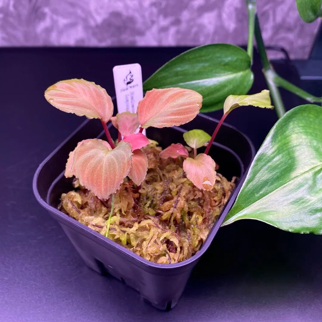 2026年最新】ホマロメナ 正規タグの人気アイテム - メルカリ