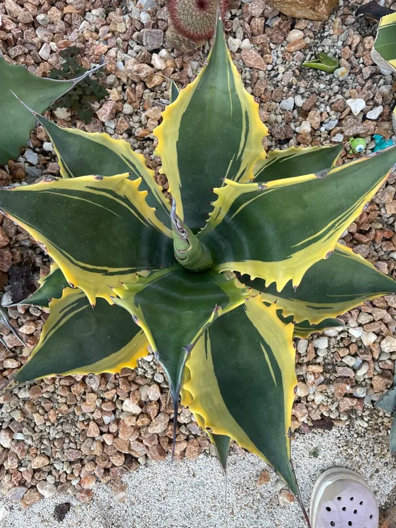 2026年最新】フェロックス バターフィンガーの人気アイテム - メルカリ