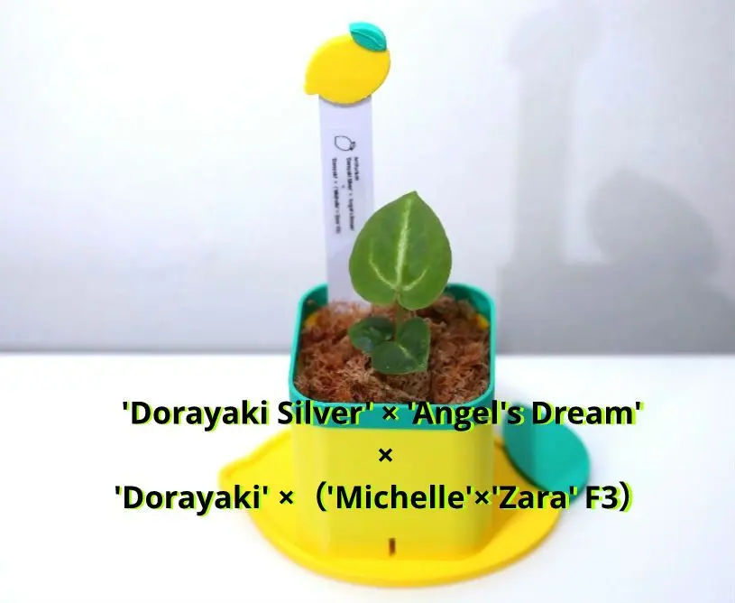 2026年最新】アンスリウム ミシェルの人気アイテム - メルカリ