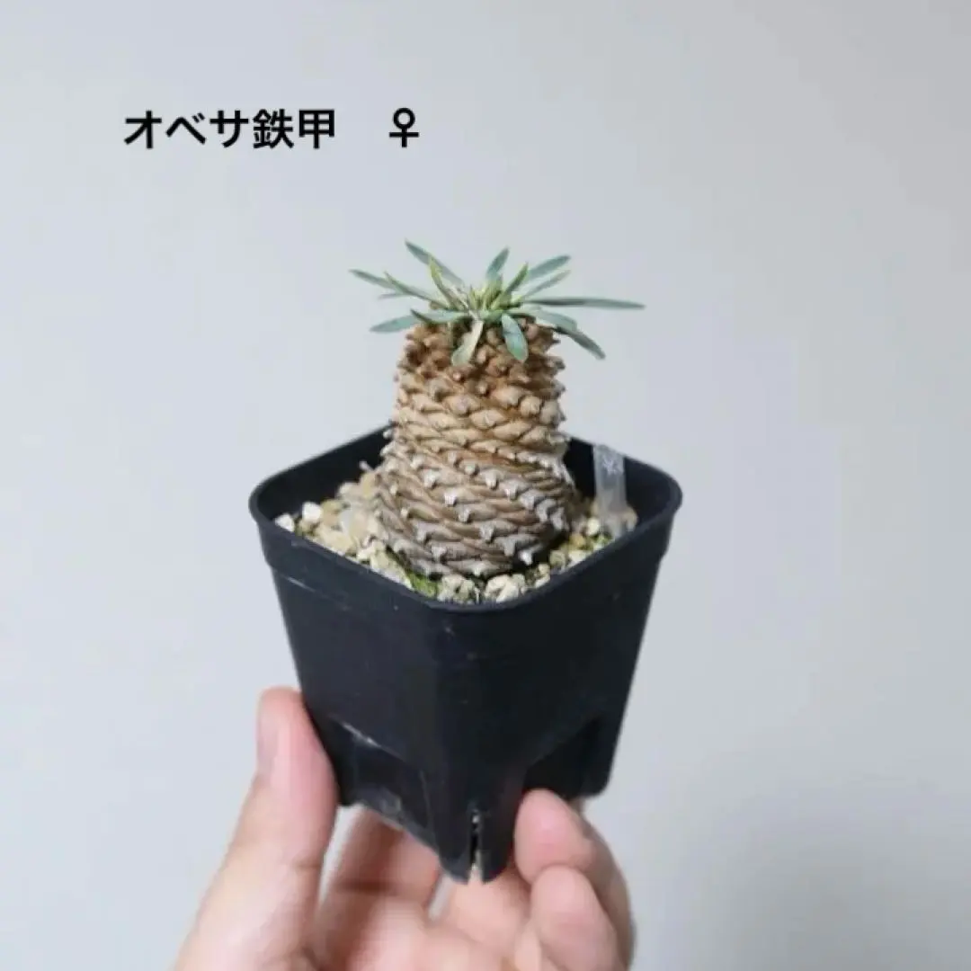 2026年最新】オベサ鉄甲の人気アイテム - メルカリ