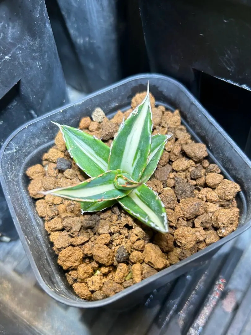 2026年最新】アガベ ホリダ 錦の人気アイテム - メルカリ