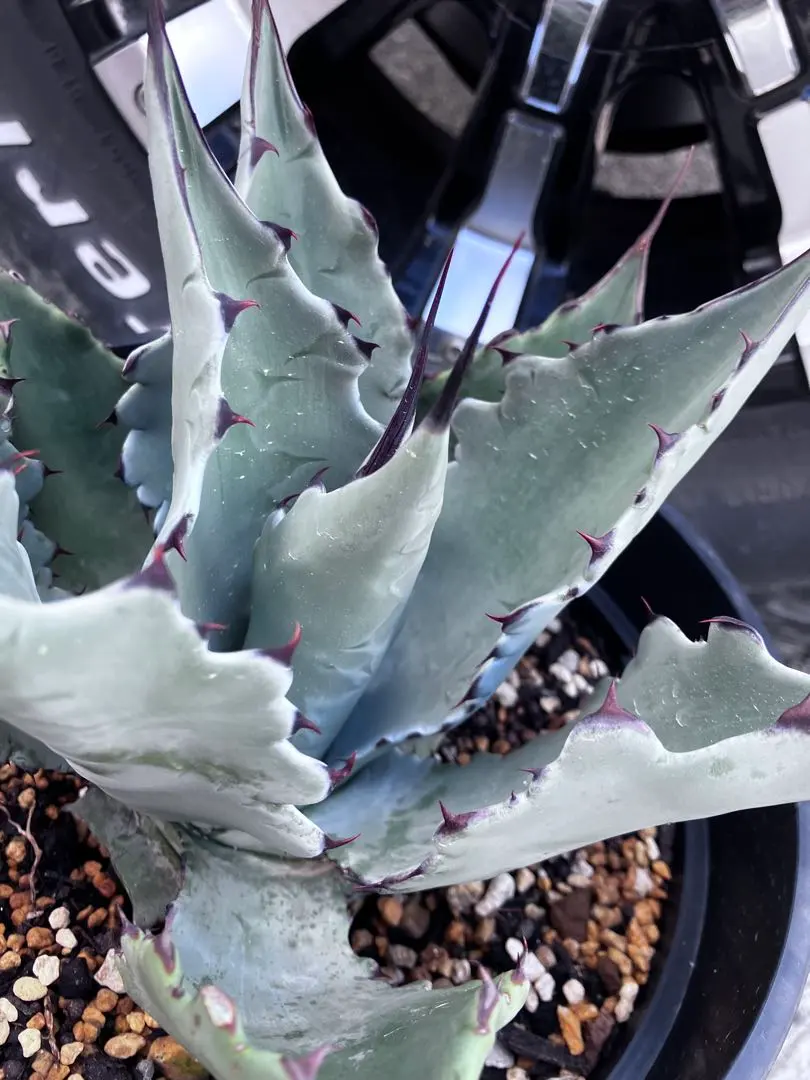 2026年最新】アガベ コロラータ レオの人気アイテム - メルカリ