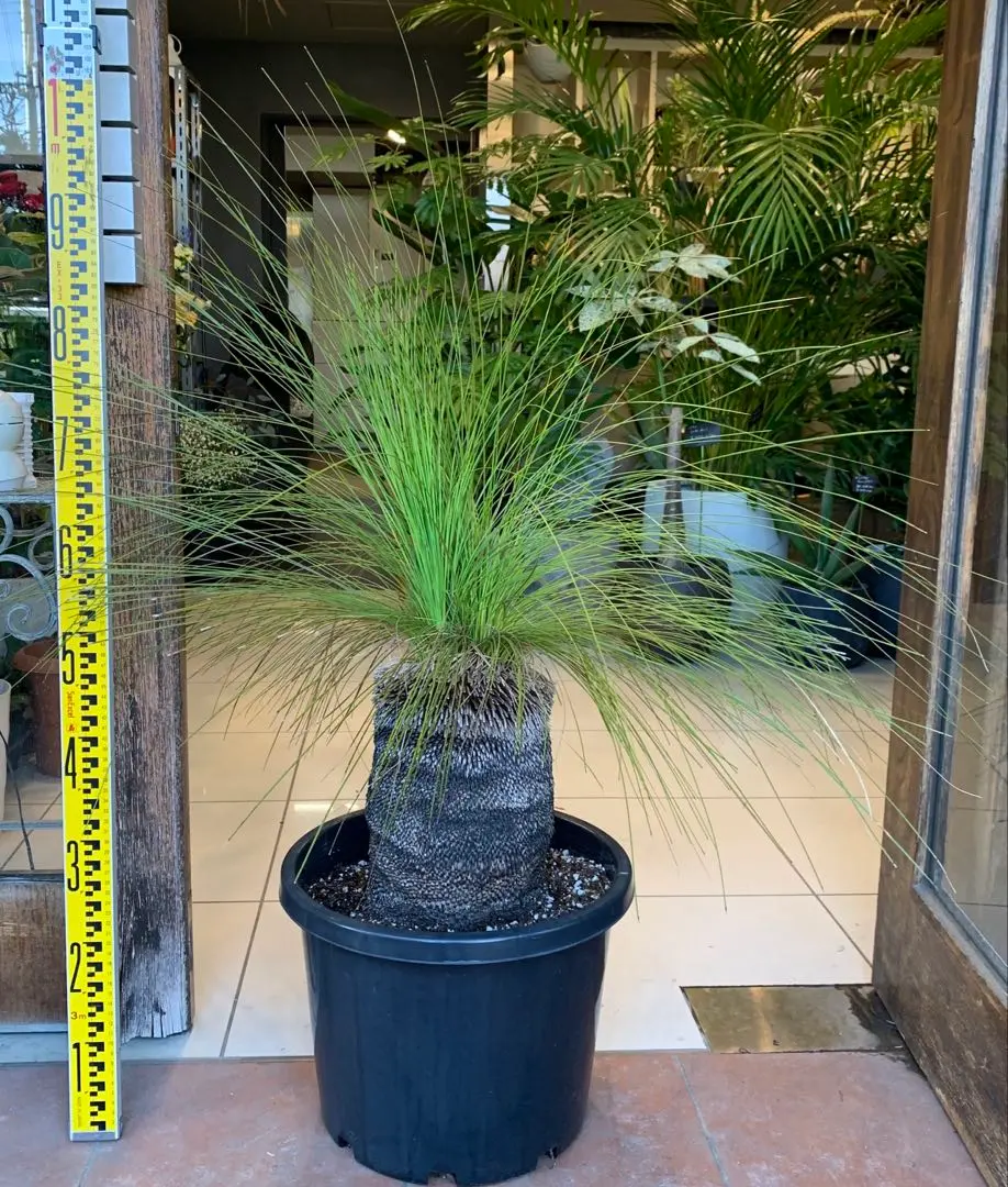 2026年最新】ブラックボーイ 植物の人気アイテム - メルカリ