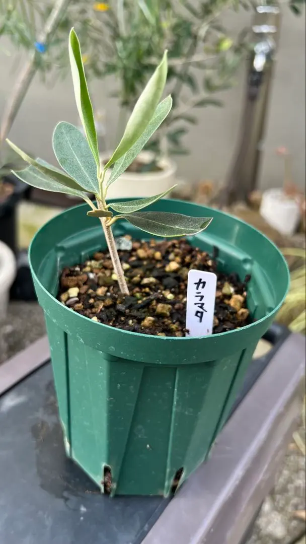 2026年最新】オリーブ苗木 カラマタの人気アイテム - メルカリ