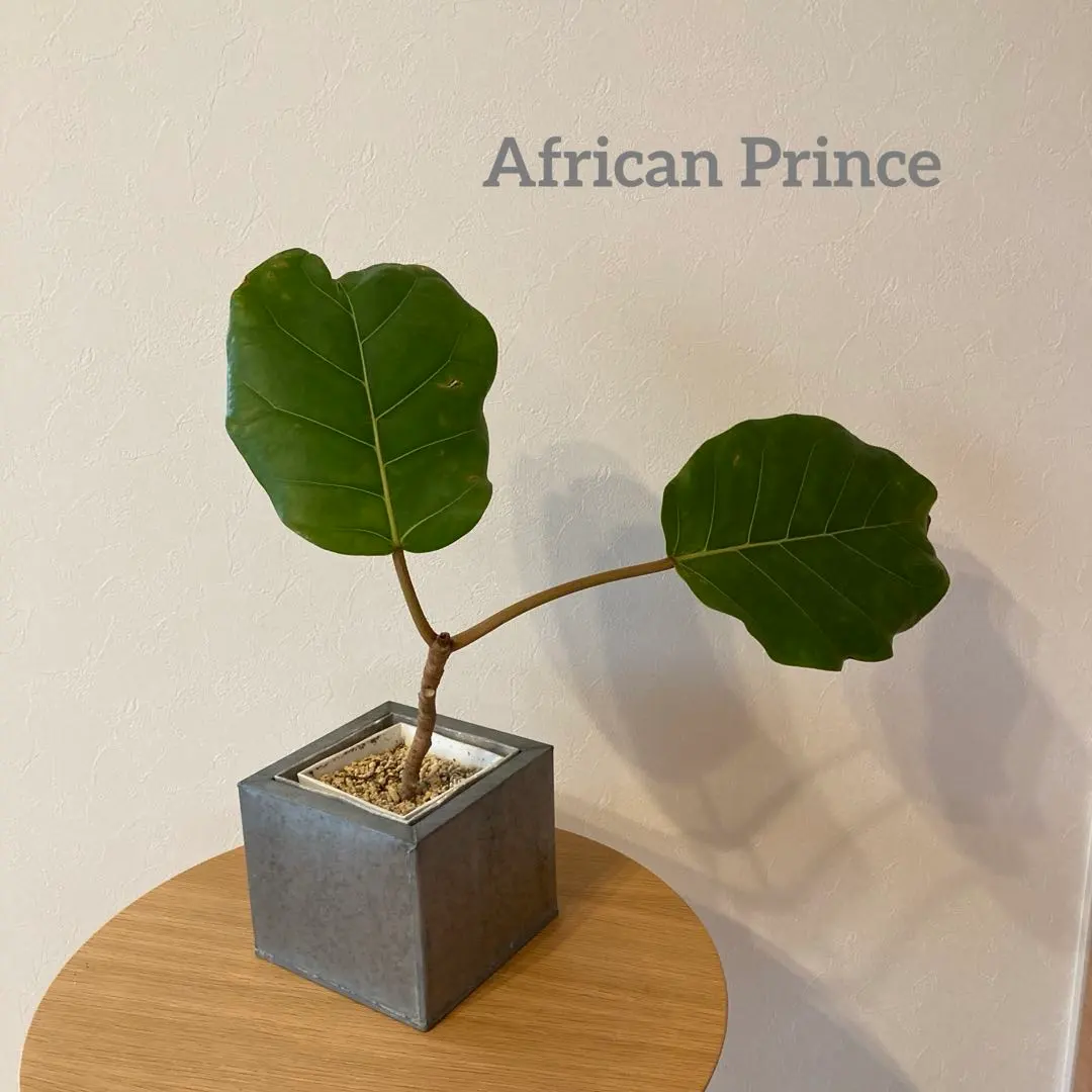 2026年最新】アフリカンプリンスの人気アイテム - メルカリ