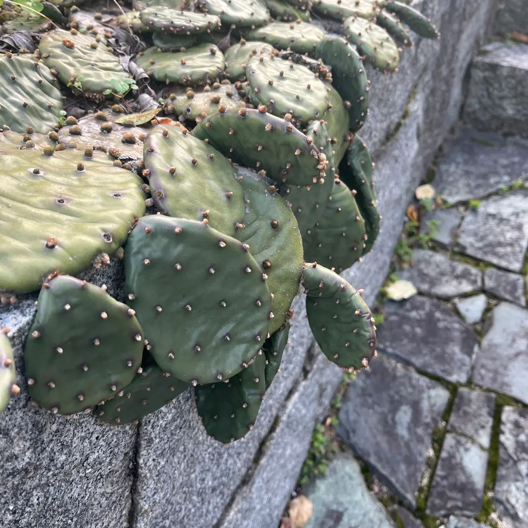 2026年最新】フミフサの人気アイテム - メルカリ