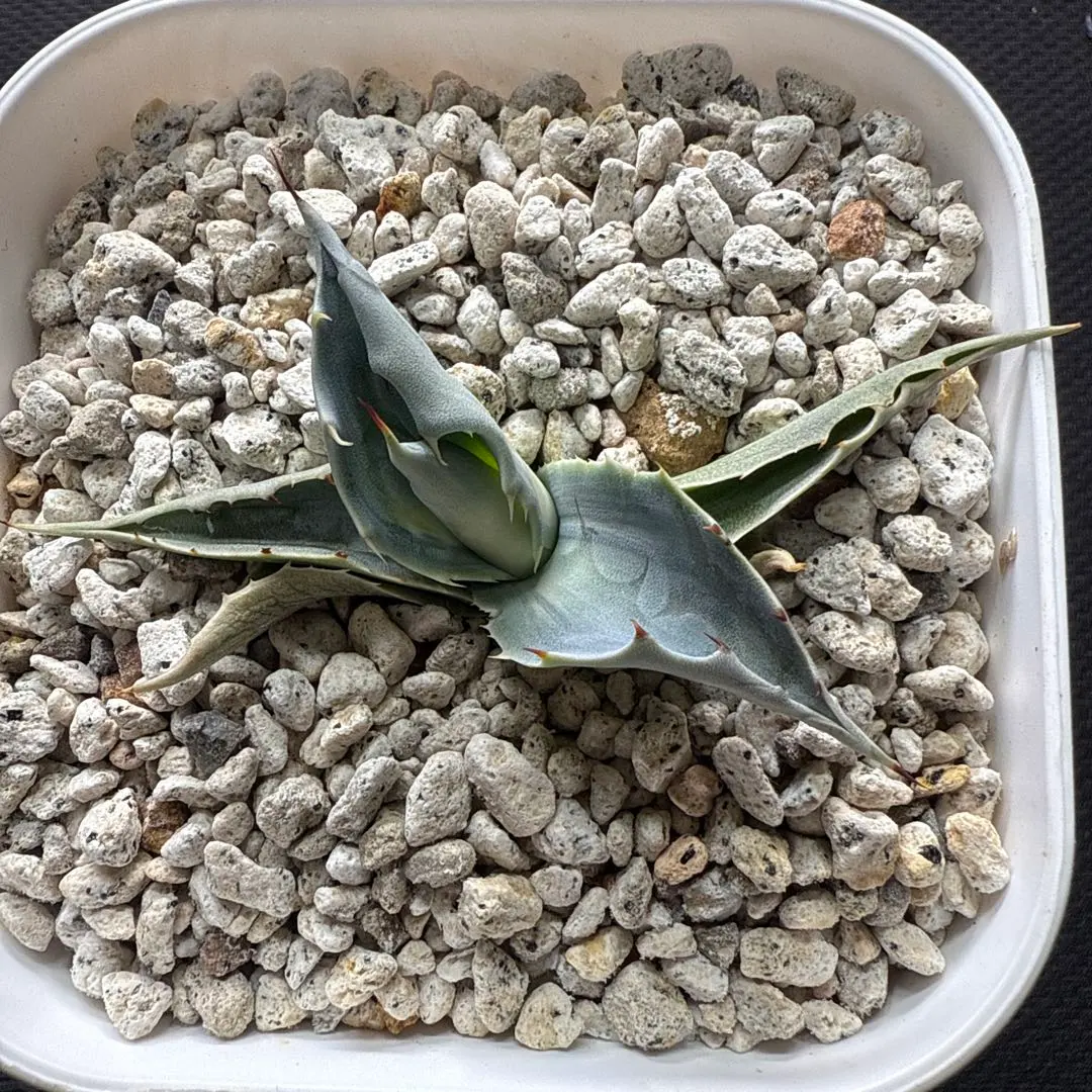 2026年最新】アガベアウェイクニングエンジェルの人気アイテム - メルカリ