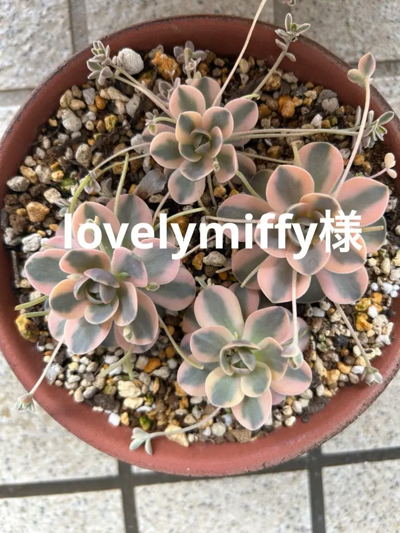 2026年最新】子持ち蓮華錦 鏡花の人気アイテム - メルカリ