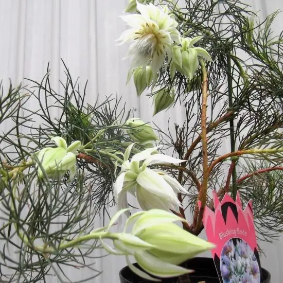 2026年最新】セルリア ブラッシングブライドの人気アイテム - メルカリ