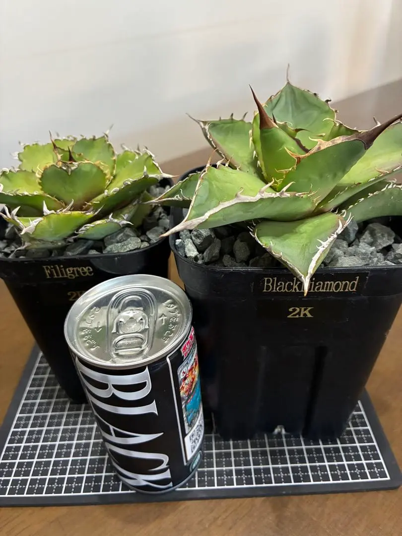 2026年最新】アガベ ブラックダイヤモンドの人気アイテム - メルカリ