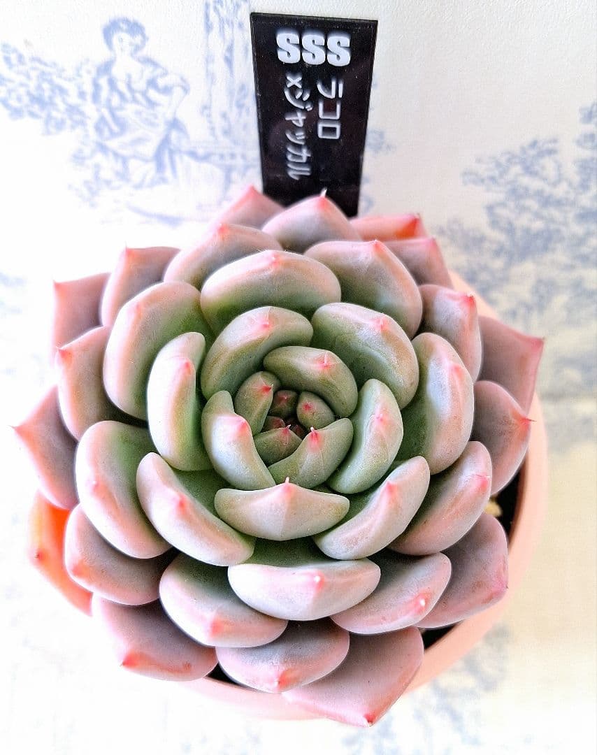 ラコロ×ジャッカル札付きポットごとメルカリ便SSSさん苗 - メルカリ