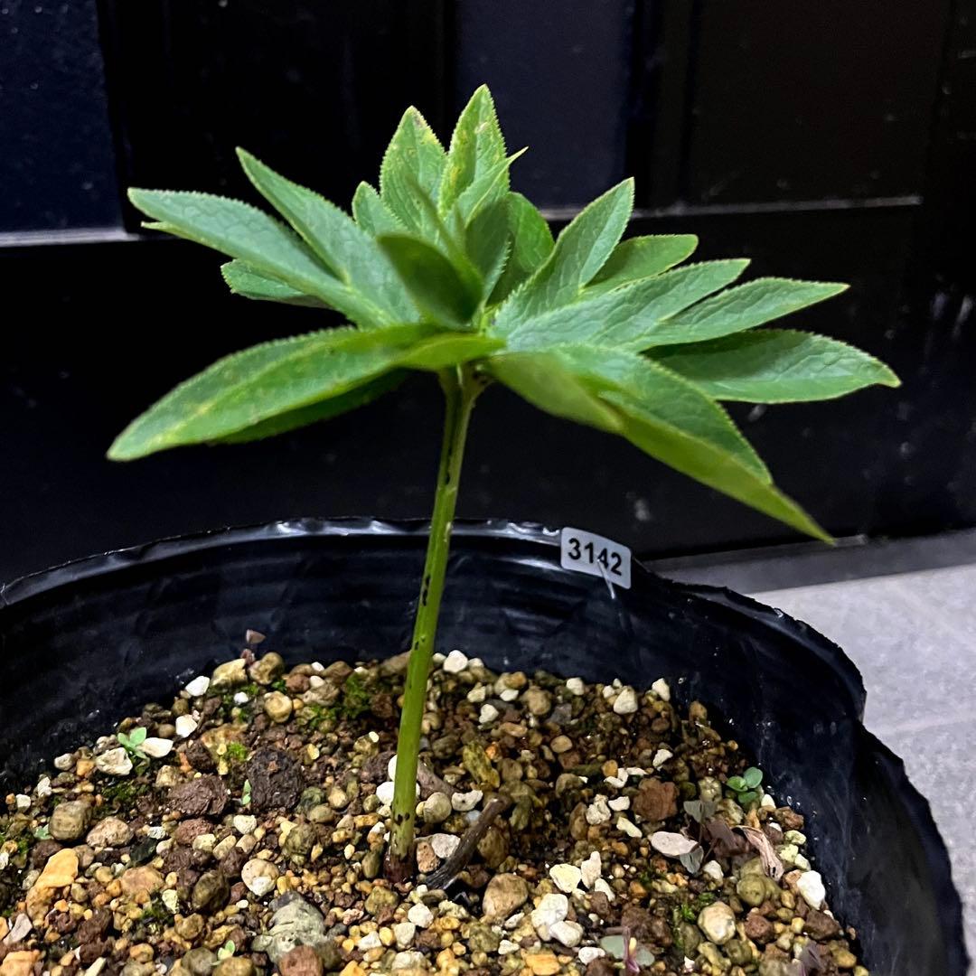 こうめいちゃん 3142【原生地採取H.multifidusMM09004