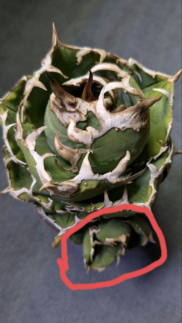 Agave titanota cok cg01 追星 子株 - メルカリ