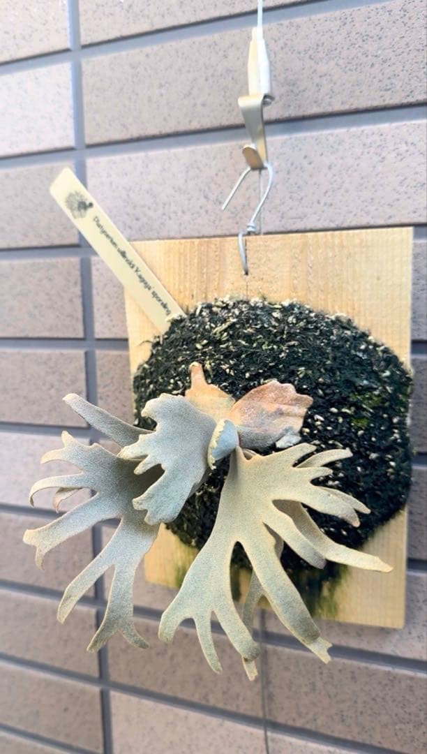 ビカクシダ P.willinckii Kaguya sporeling P. willinckii 'Kaguya' sporeling 去年の11月(pic4)と比較すると